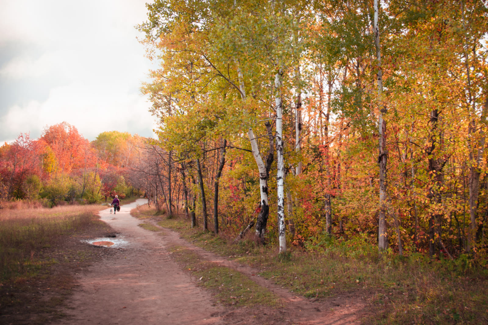 A dirt path through autumn woods, with someone walking in the distance